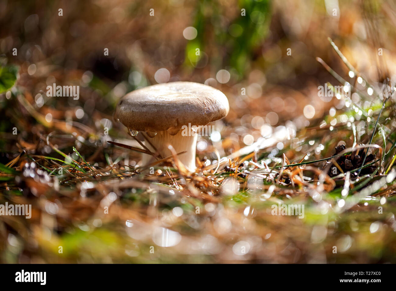 Mushroom Boletus In a Sunny forest. Boletus is a genus of mushroom-producing fungi, comprising over 100 species. Stock Photo