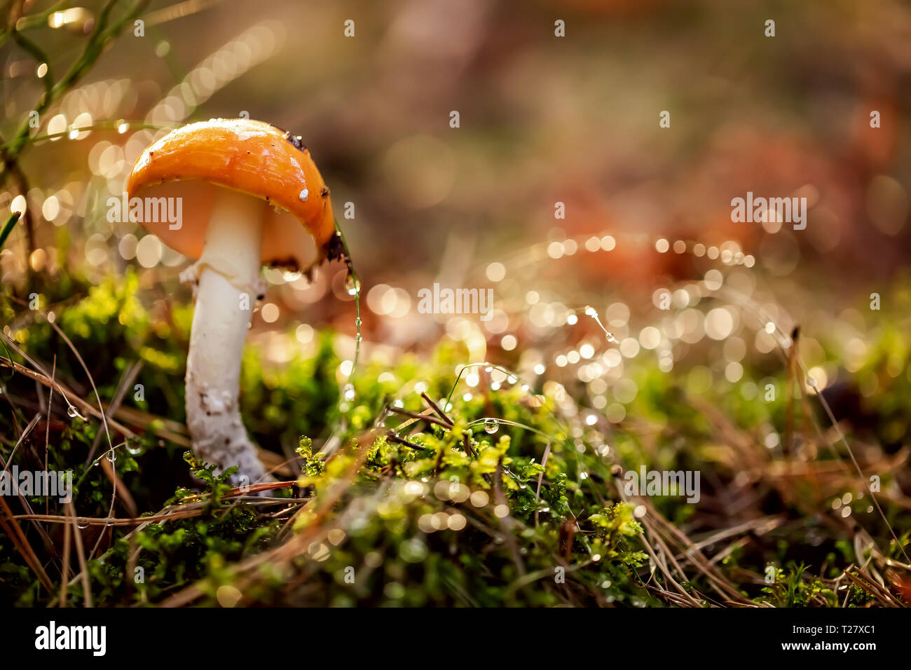Fly agaric Mushroom In a Sunny forest in the rain. Amanita muscaria, commonly known as the fly agaric or fly amanita, is a basidiomycete mushroom, one Stock Photo