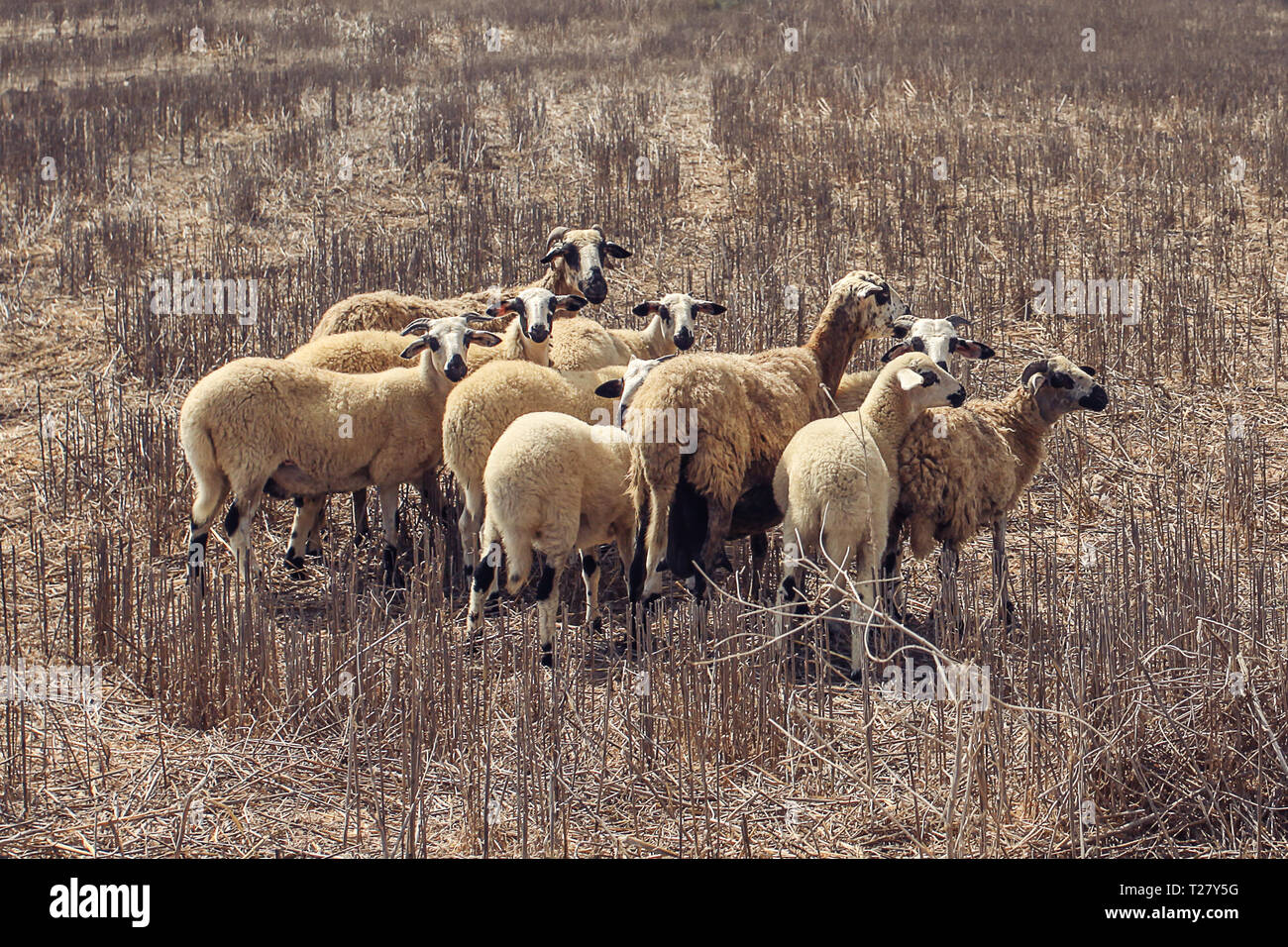 Little Flock of sheep at Cos, Greece Stock Photo Alamy