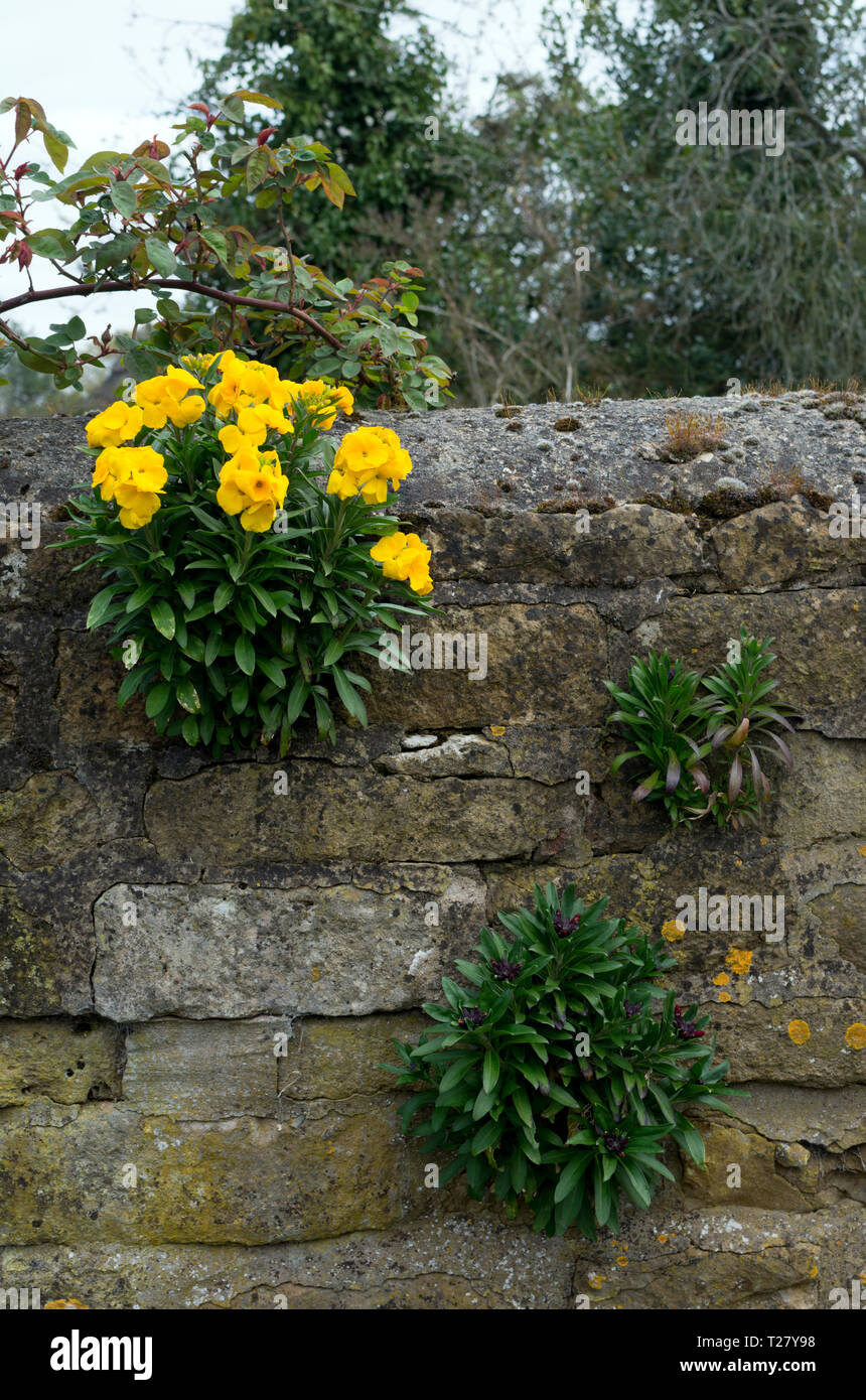 Wallflower plants growing on a Cotswold stone wall, England, UK Stock Photo