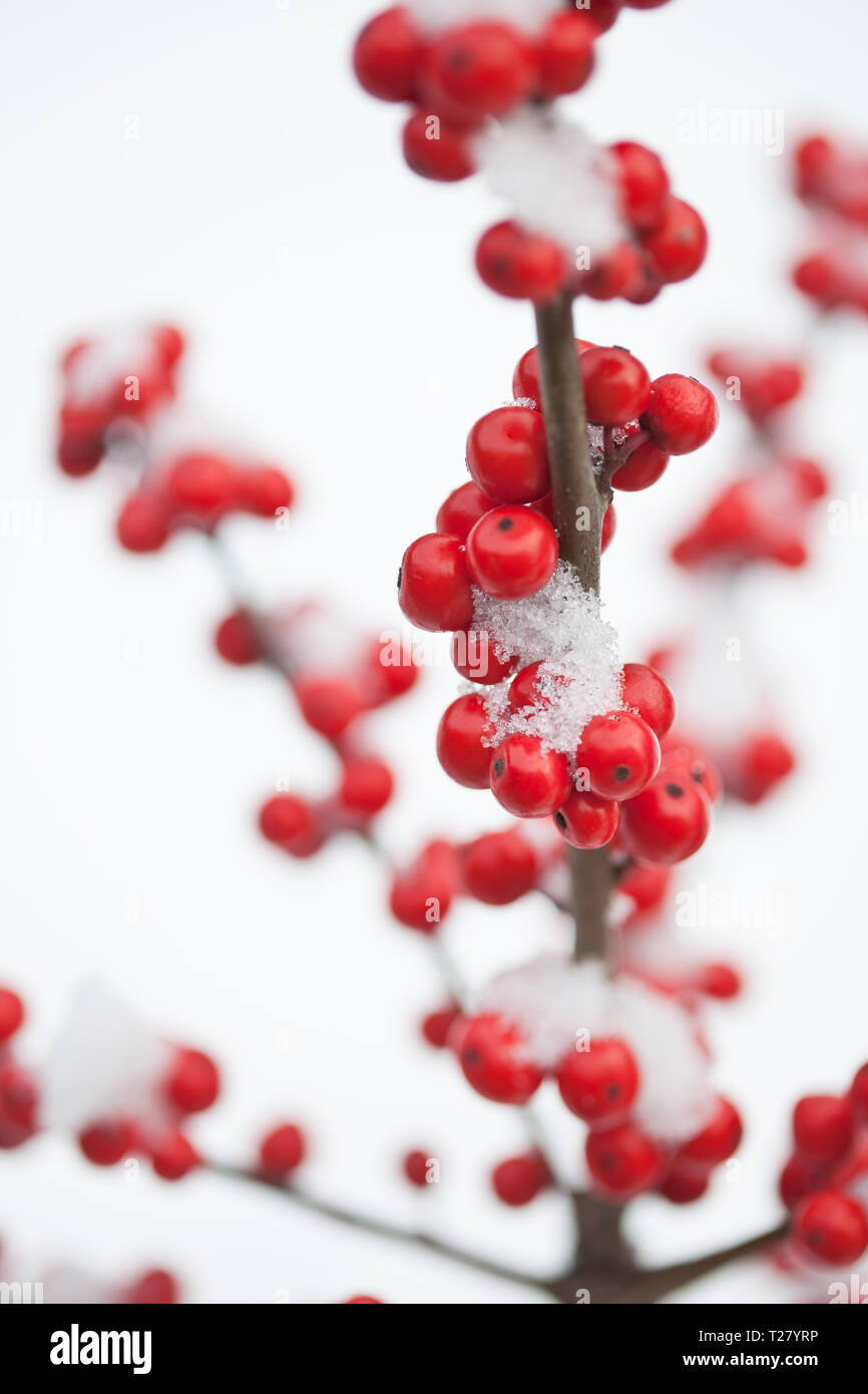 Ilex verticillata - Winterberry Holly covered with snow Stock Photo