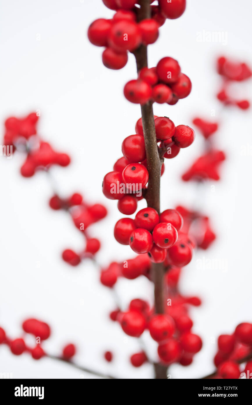 Ilex verticillata - Winterberry Holly covered with snow Stock Photo