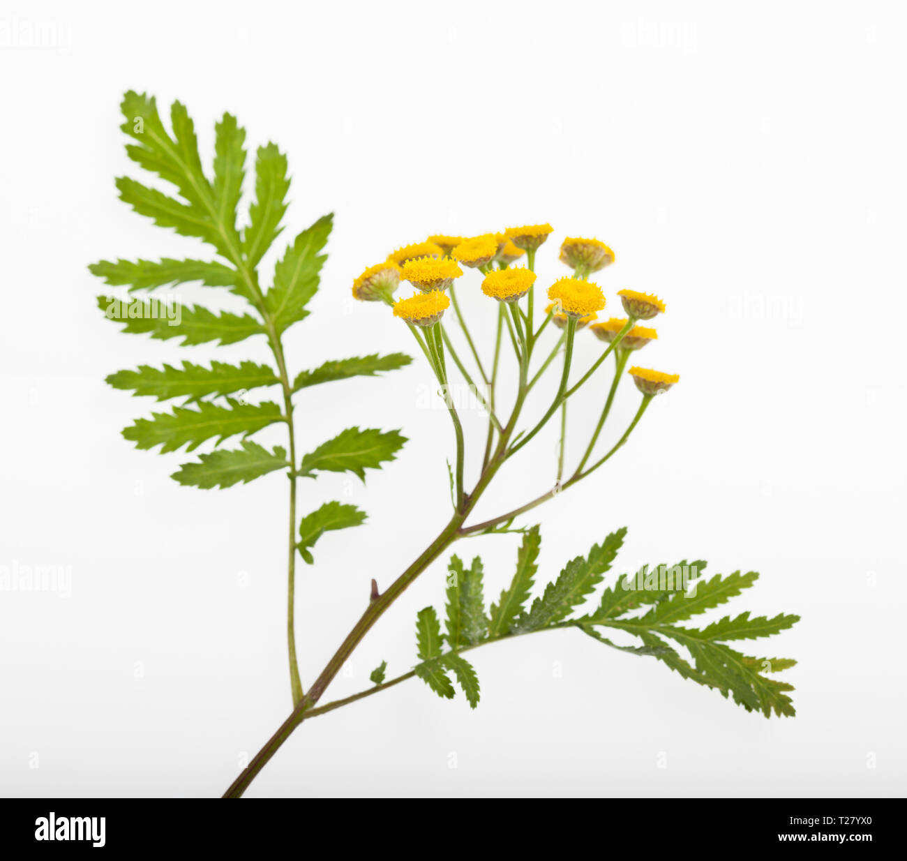 Tanacetum vulgare -Tansy Stock Photo
