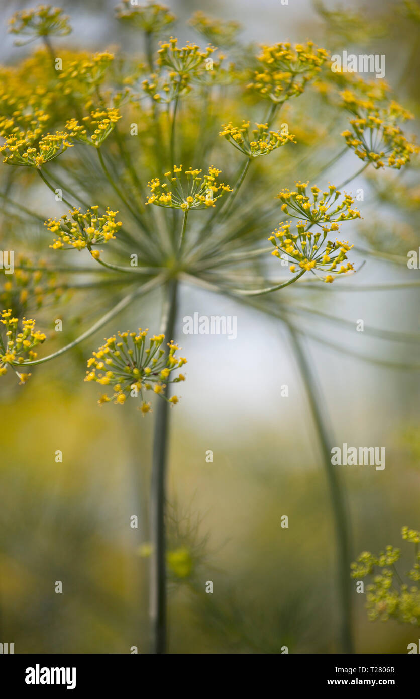 Anethum graveolens - Dill Stock Photo - Alamy