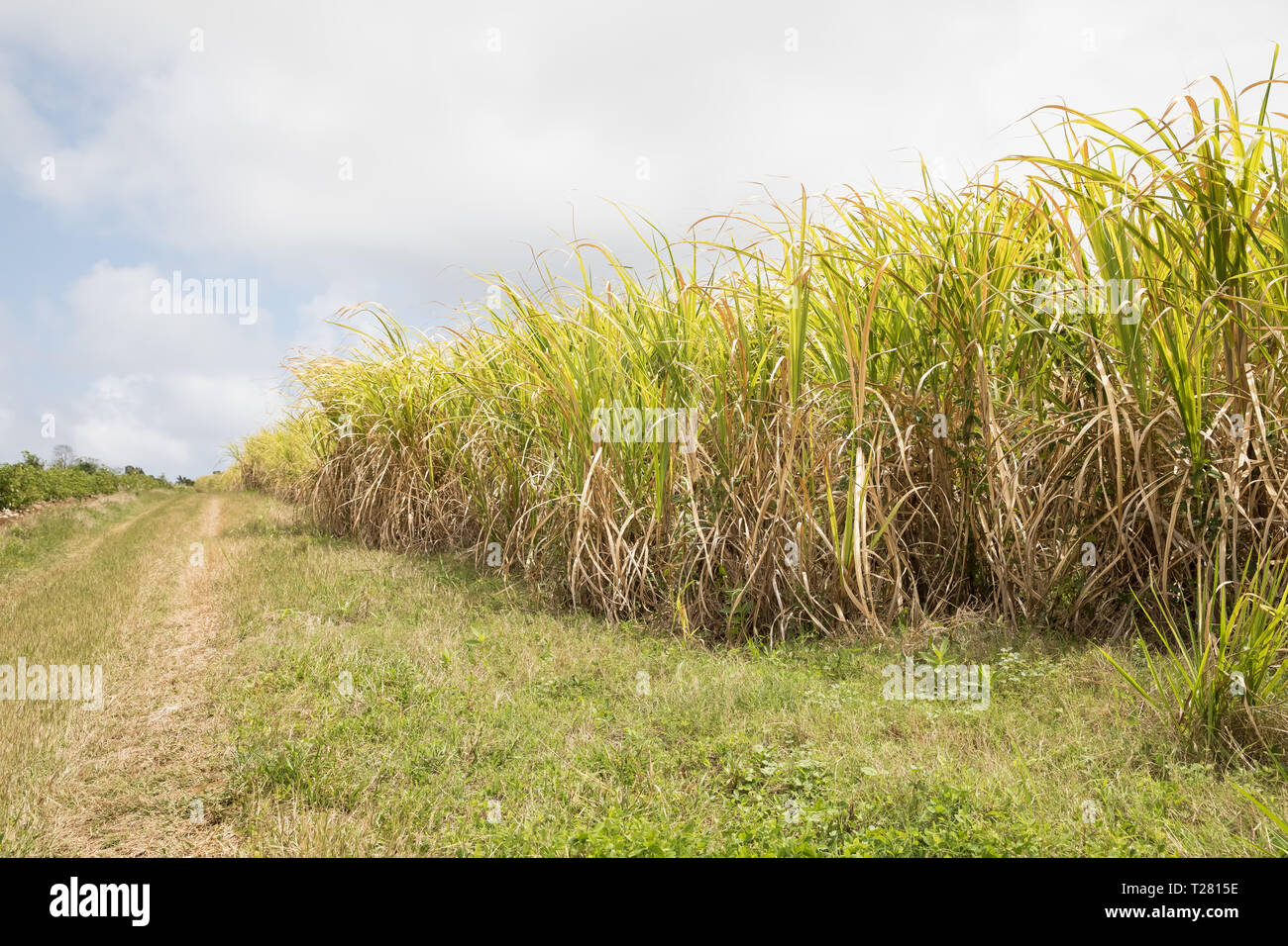 Barbados Sugar Plantation High Resolution Stock Photography and Images
