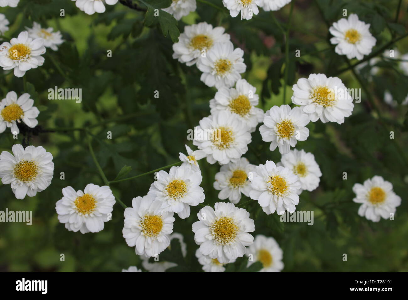 Small White Flowers With Yellow Centre Garden Plant Stock Photo Alamy