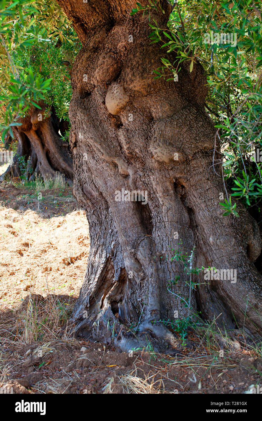 Olive trees, Puglia Stock Photo Alamy