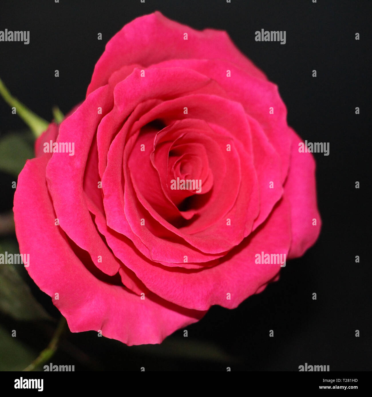 One red rose on a dark background close-up. A beautiful big rose bud has opened. Stock Photo