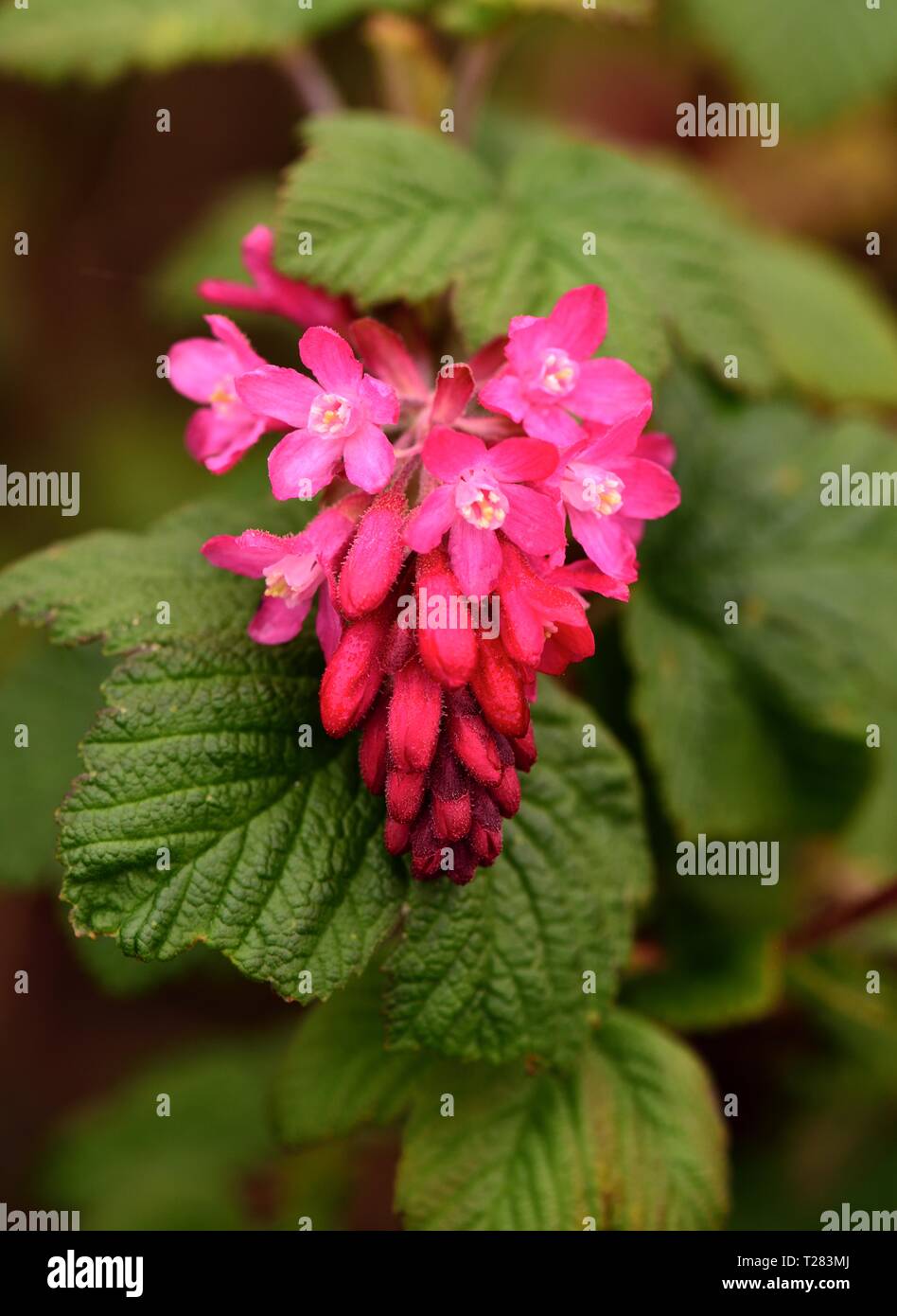 A closeup of a Flowering Currant Stock Photo