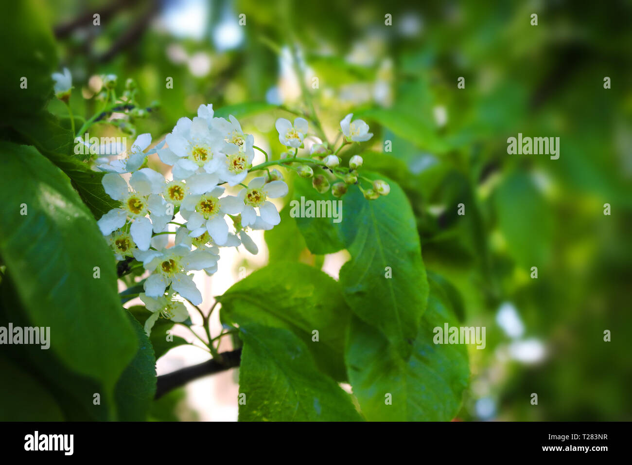 blooming bird cherry. Spring blooming bird cherry tree Stock Photo