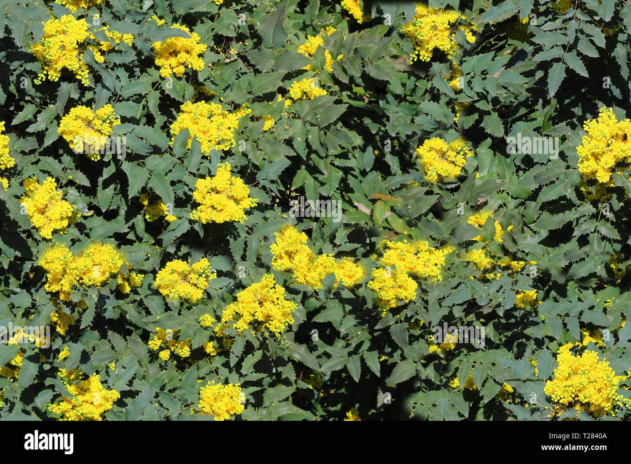 Seamless Bush Texture With Spring Yellow Flowers Stock Photo Alamy