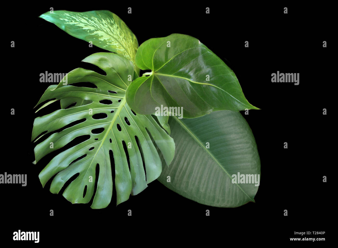 tropical leaves isolated on a black background Stock Photo - Alamy