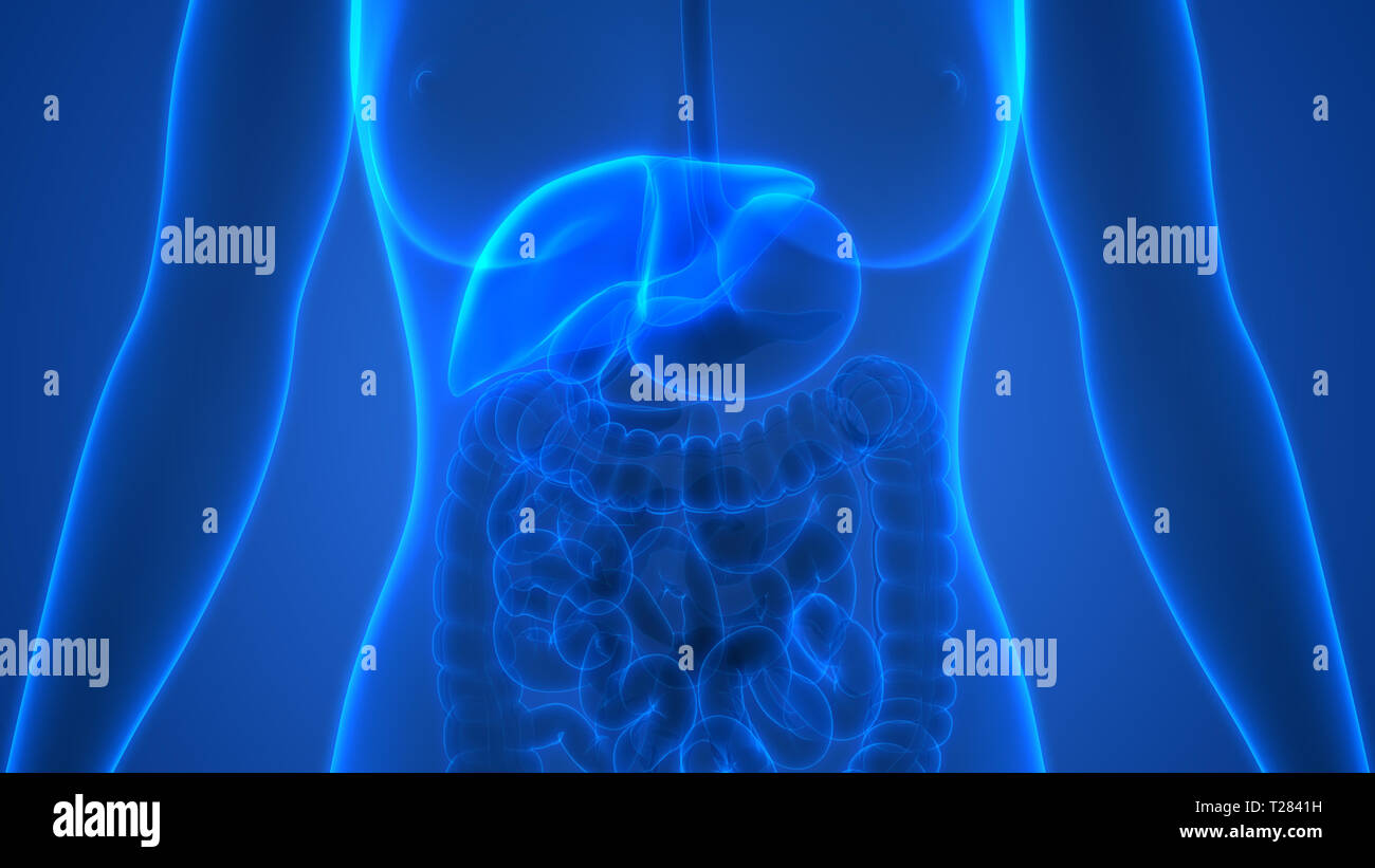 Human Liver Anatomy Stock Photo - Alamy