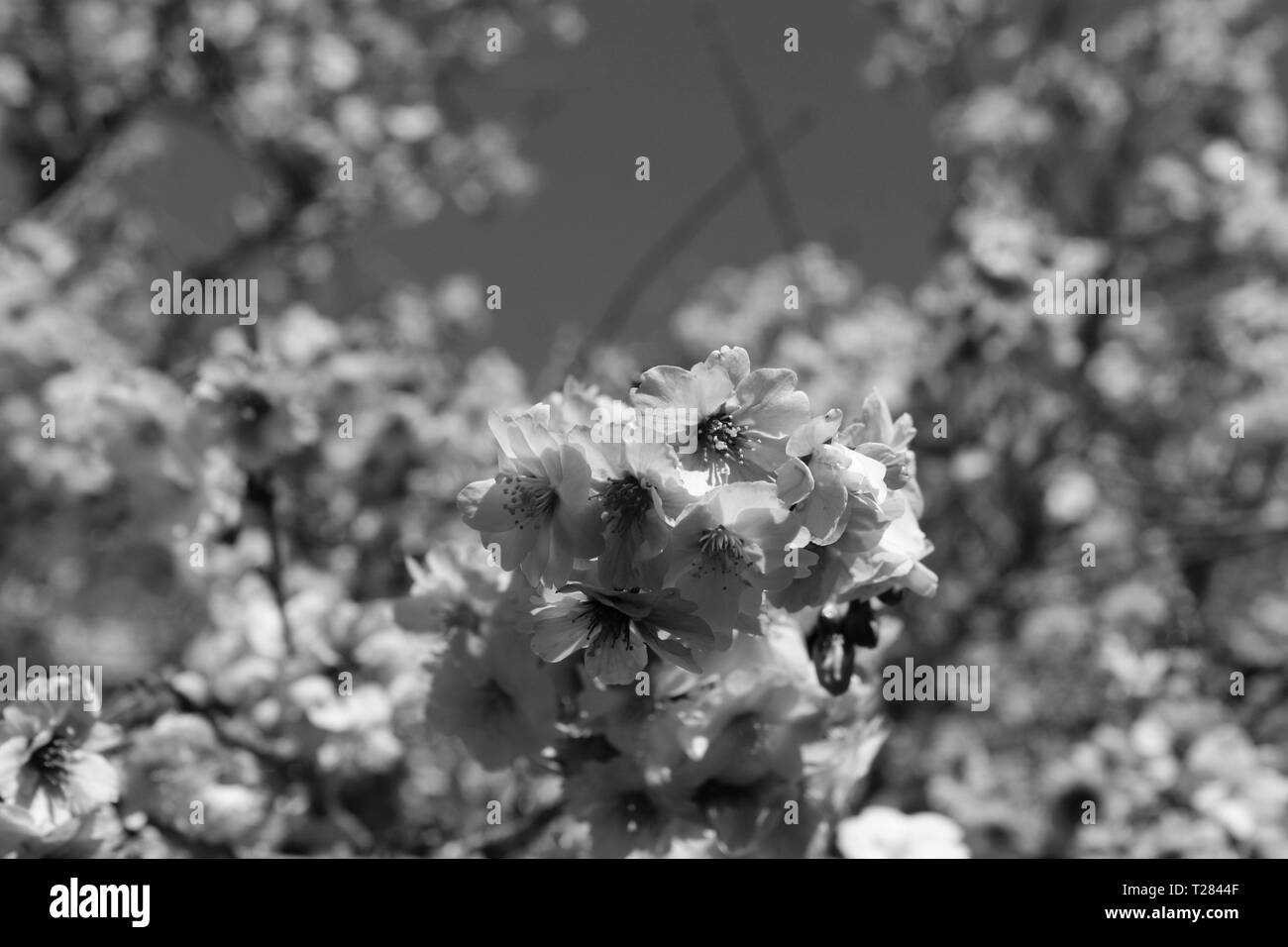 Pink cherry blossom trees Black and White Stock Photos & Images - Alamy