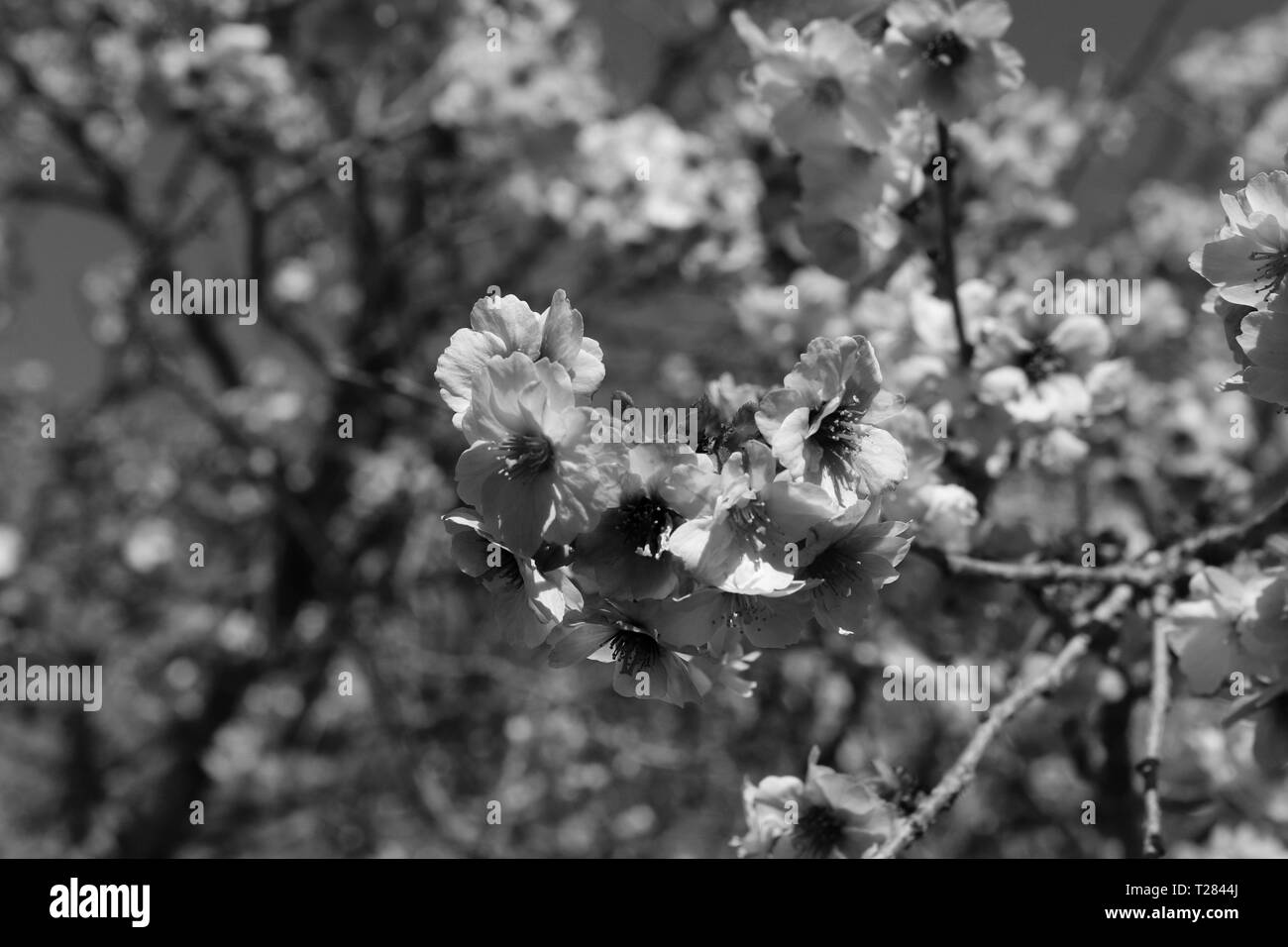 Pink cherry blossom trees Black and White Stock Photos & Images - Alamy