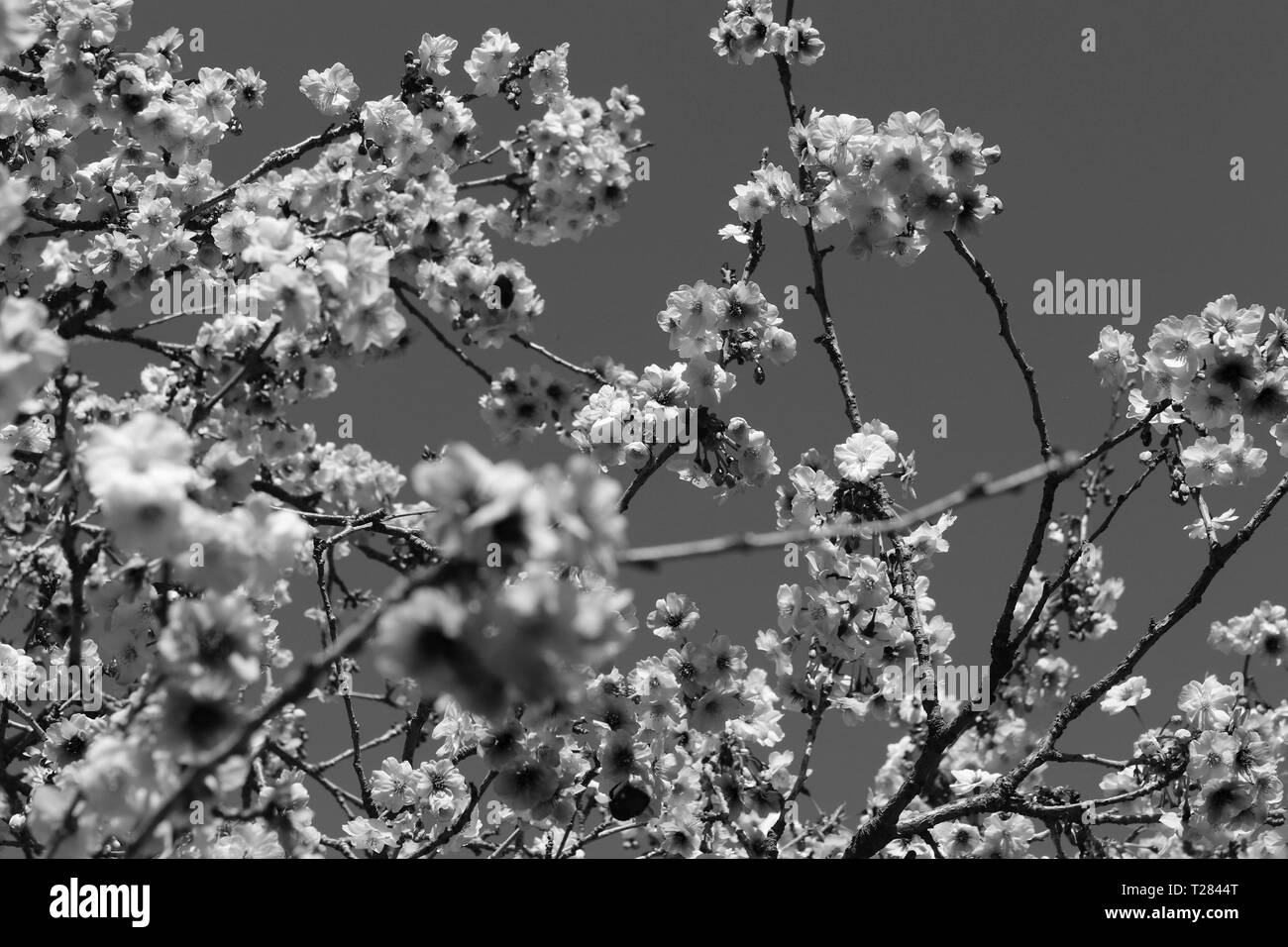 Pink flowering cherry blossom tree Black and White Stock Photos ...