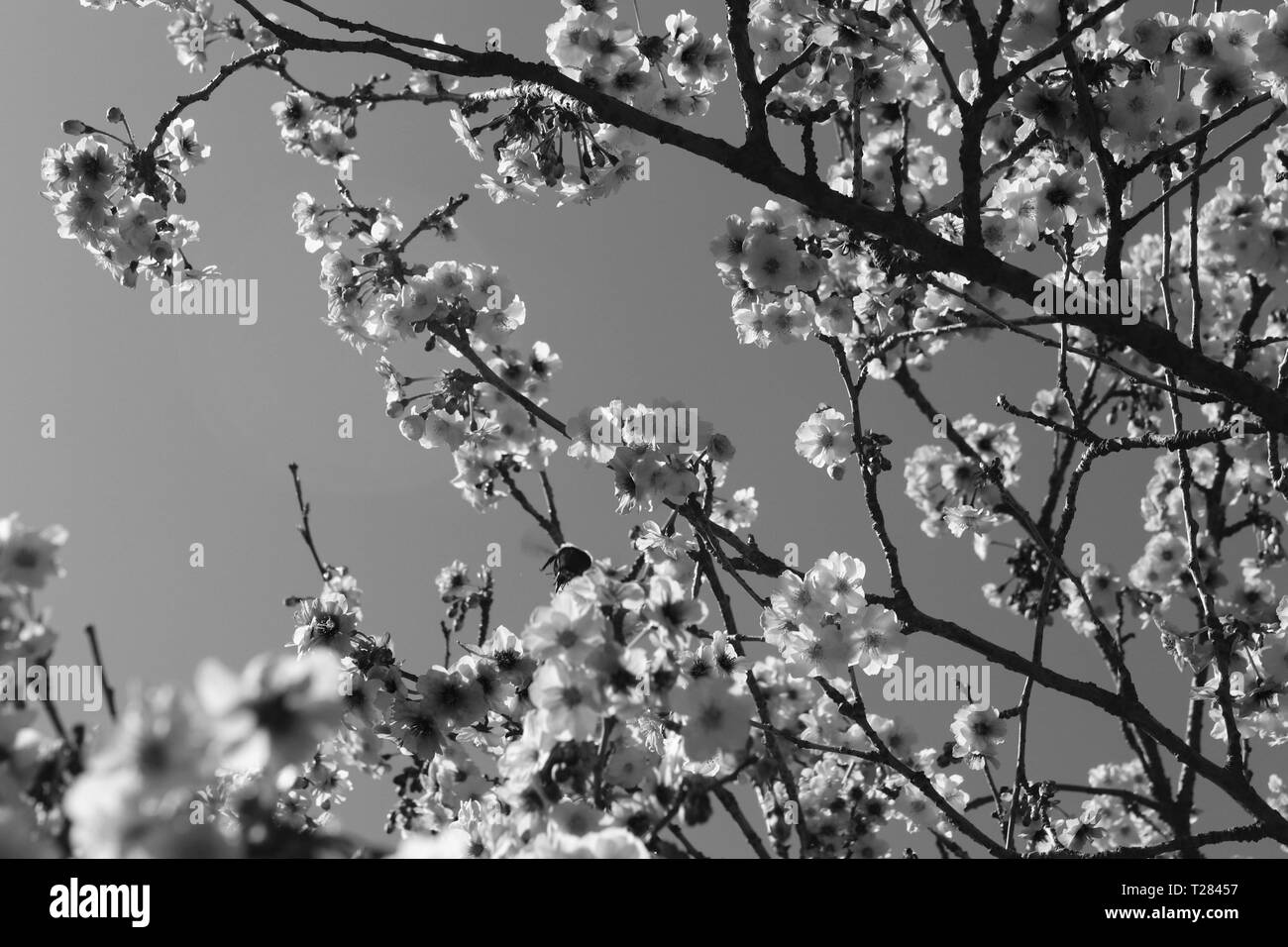 Pink flowering cherry blossom tree Black and White Stock Photos ...
