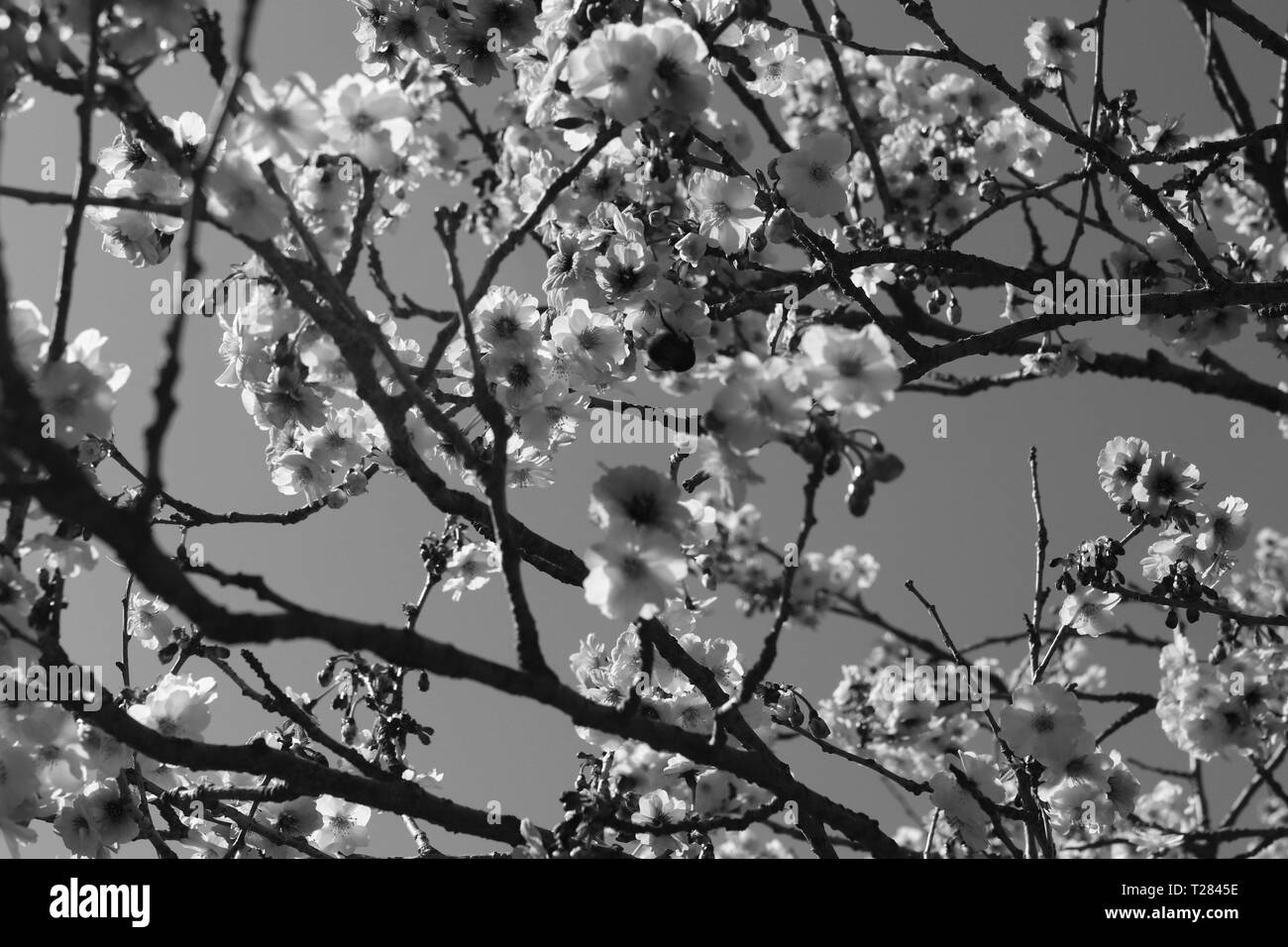 Pink cherry blossom trees Black and White Stock Photos & Images - Alamy