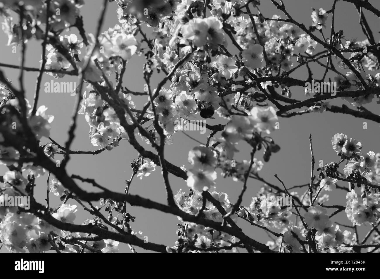 Pink cherry blossom trees Black and White Stock Photos & Images - Alamy