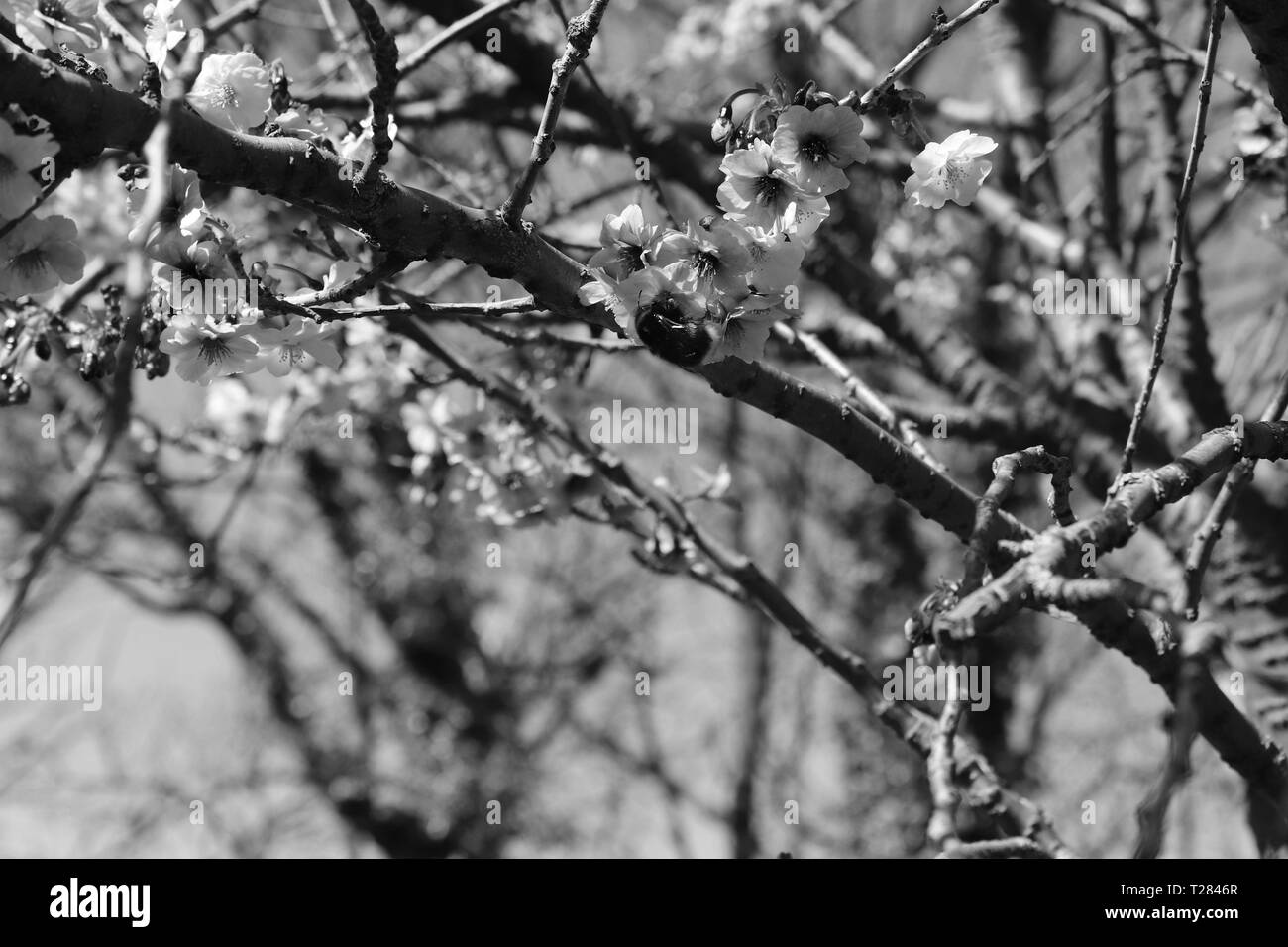 Pink cherry blossom trees Black and White Stock Photos & Images - Alamy