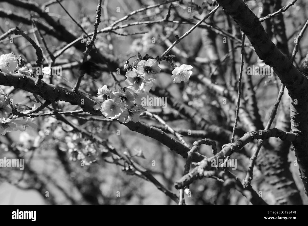 Pink cherry blossom trees Black and White Stock Photos & Images - Alamy