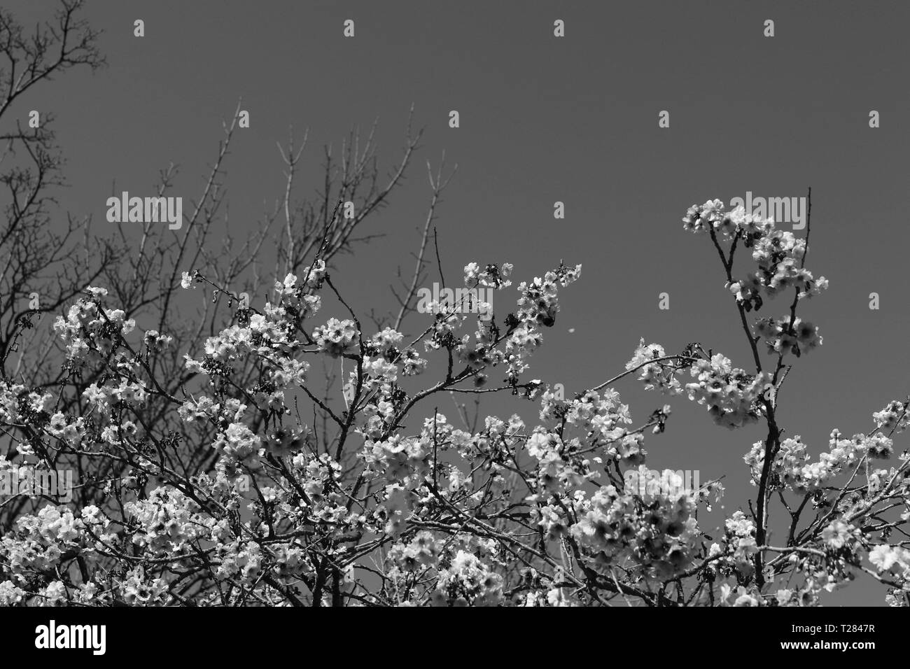 Pink flowering cherry blossom tree Black and White Stock Photos ...