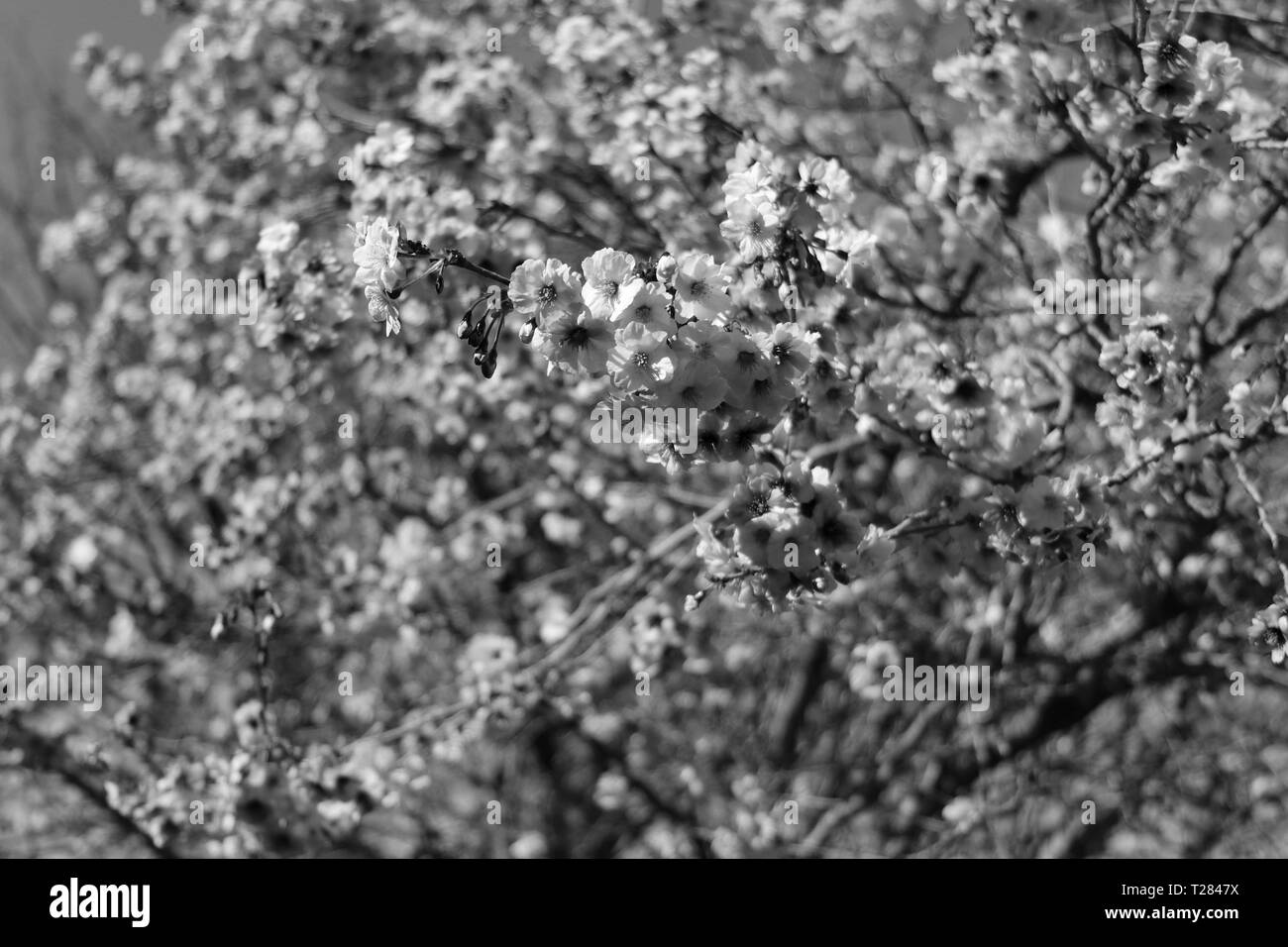 Pink cherry blossom trees Black and White Stock Photos & Images - Alamy