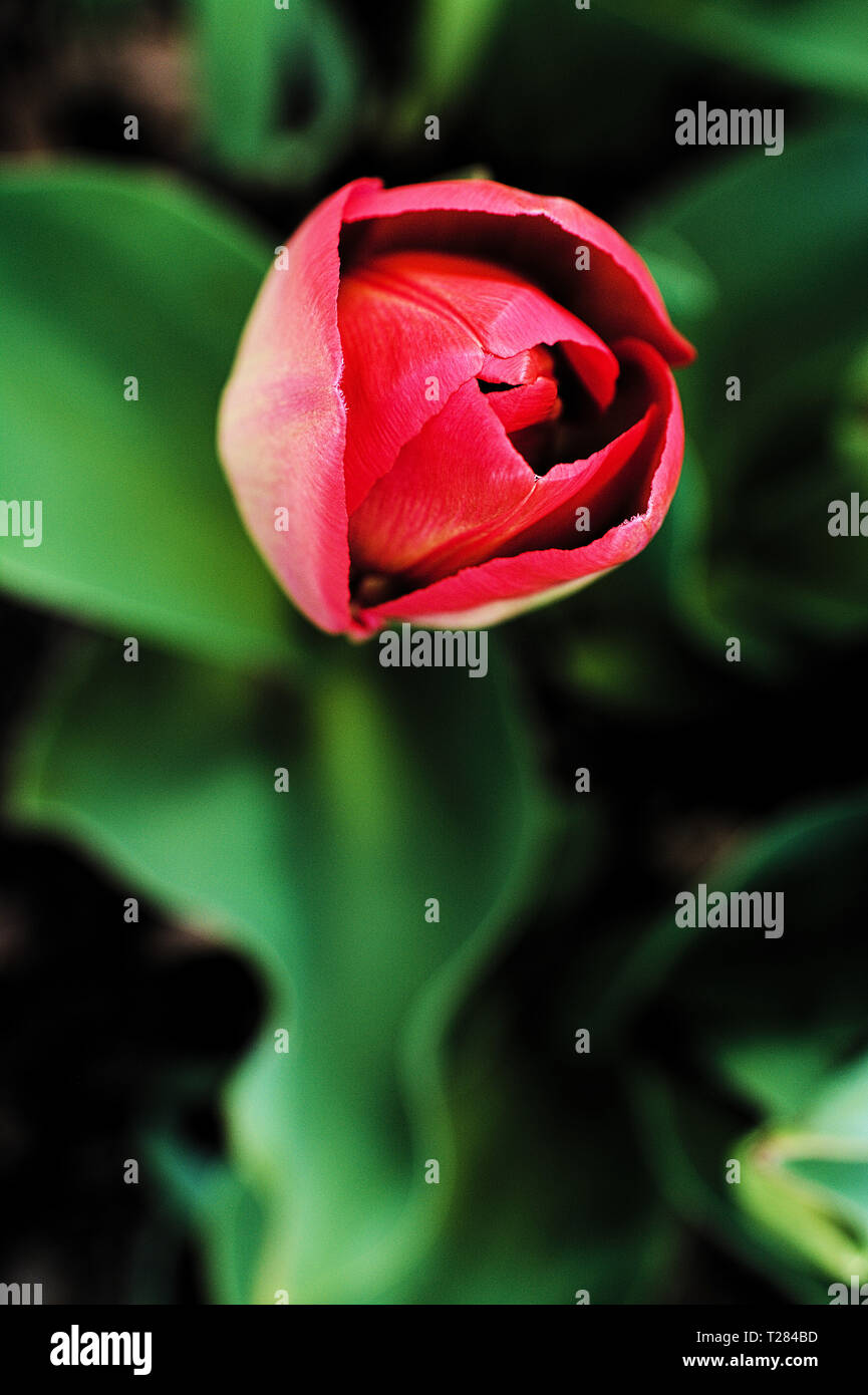 Red tulip flower and blurred background with green leaves. Stock Photo