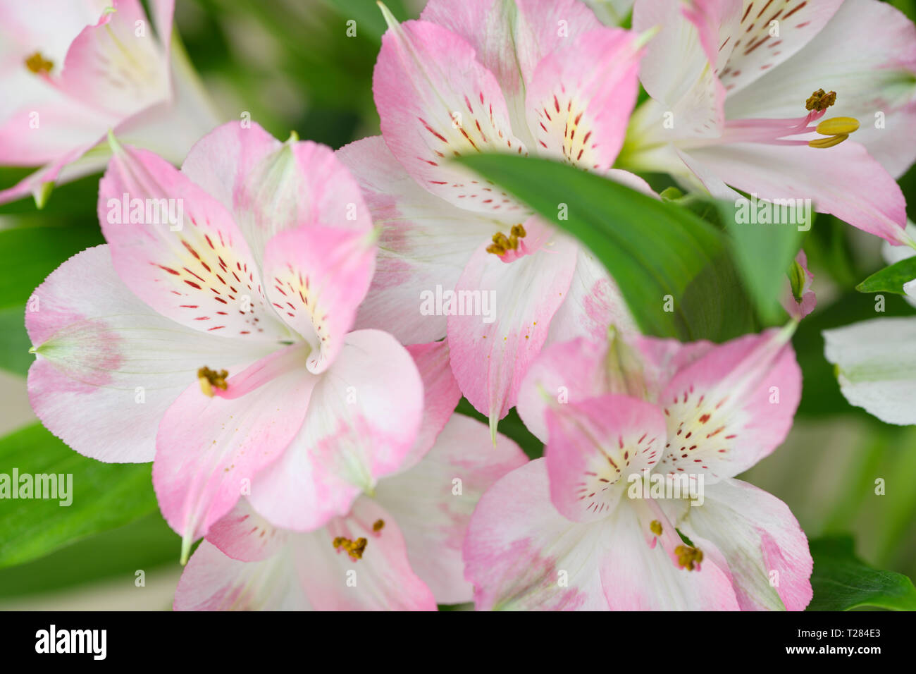 Pink Alstromeria or Peruvian lily flowers in umbel cluster with striped tepals Stock Photo