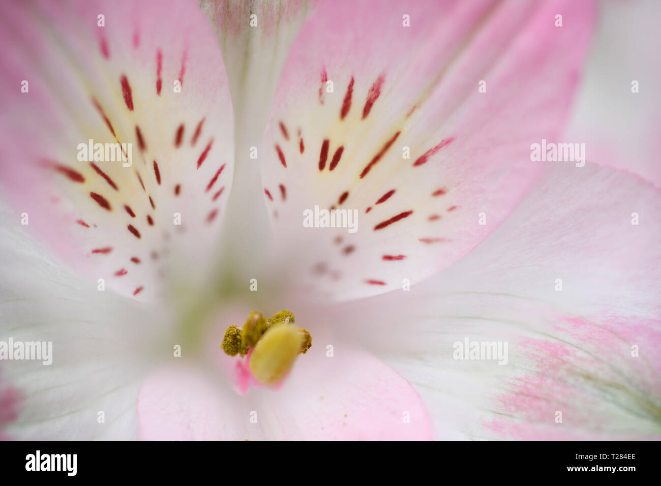 Close up of pink Alstromeria or Peruvian lily flower with stamen and striped tepals Stock Photo