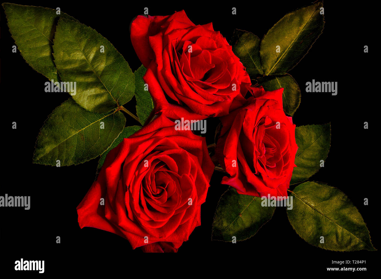 Vintage floral background with three dark-red roses bouquet and green leaves close up, on black backdrop isolated. Concept of love, passion or sad. Br Stock Photo