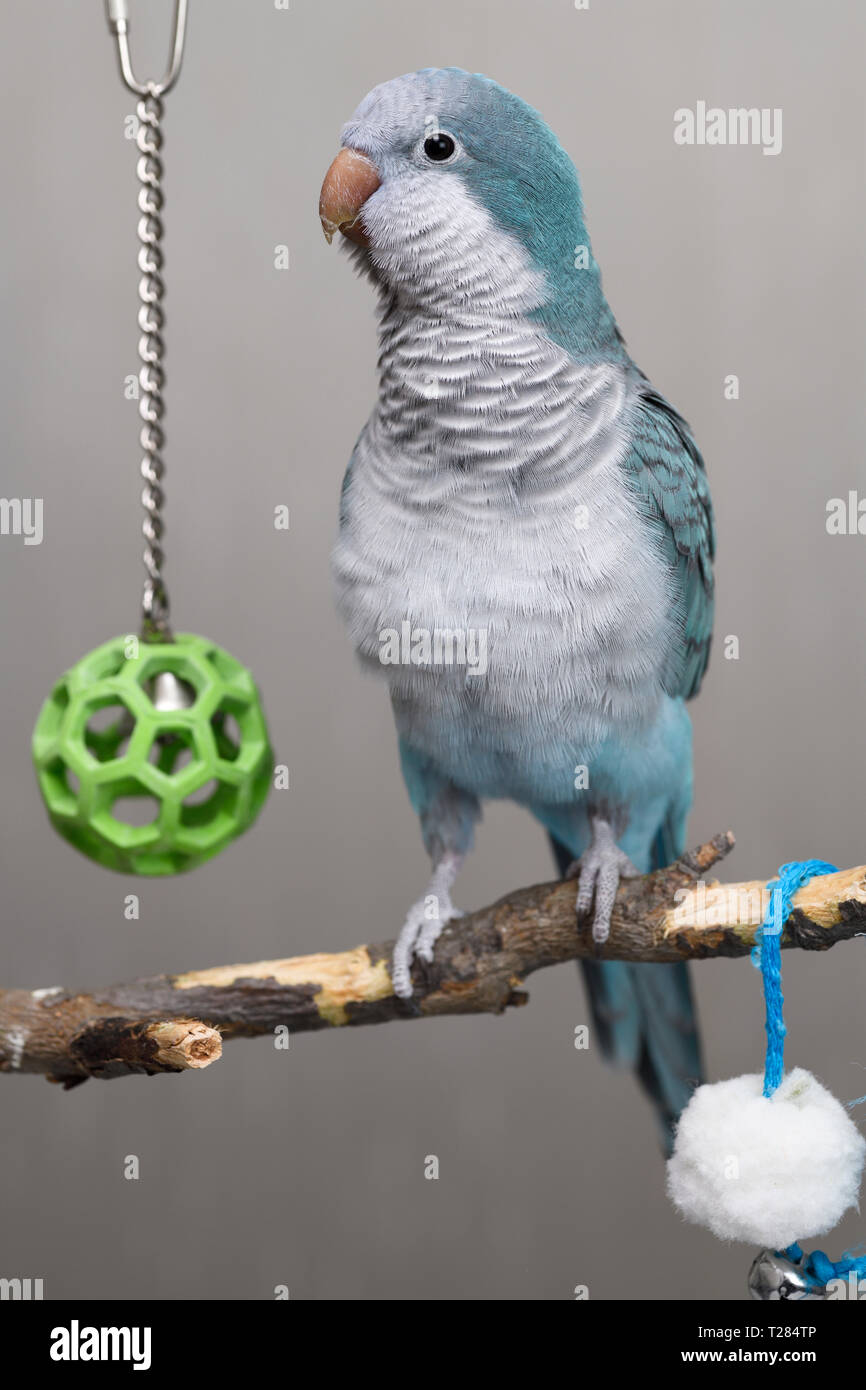 Alert blue Quaker Parrot pet bird on his play perch with balls Stock Photo