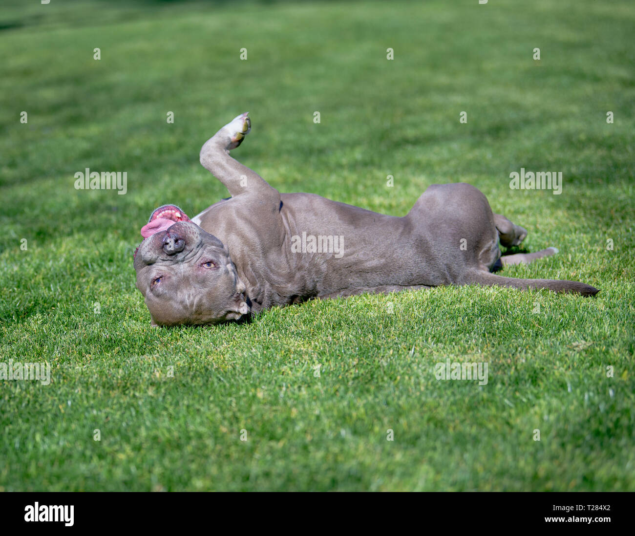 Pitbull dog enjoying a day at the park in the grass Stock Photo