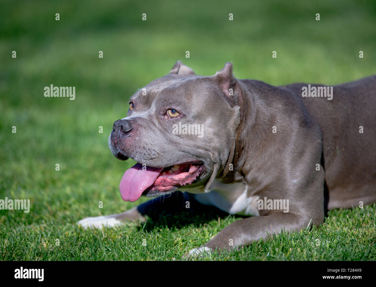 Profile portrait of a dog lying in the grass Stock Photo