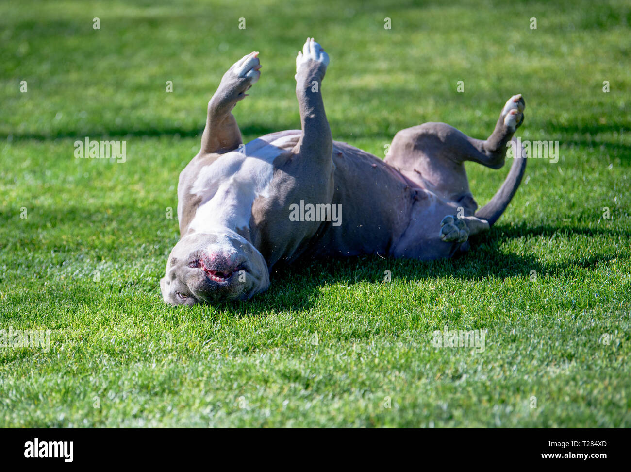 Dog on her back enjoying a roll on the lawn Stock Photo
