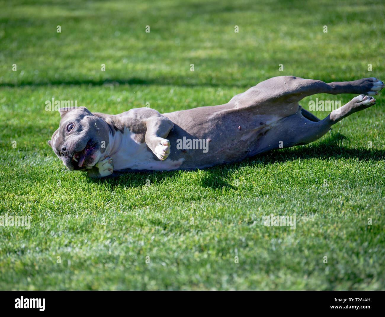 Dog making a funny face while rolling in the grass Stock Photo