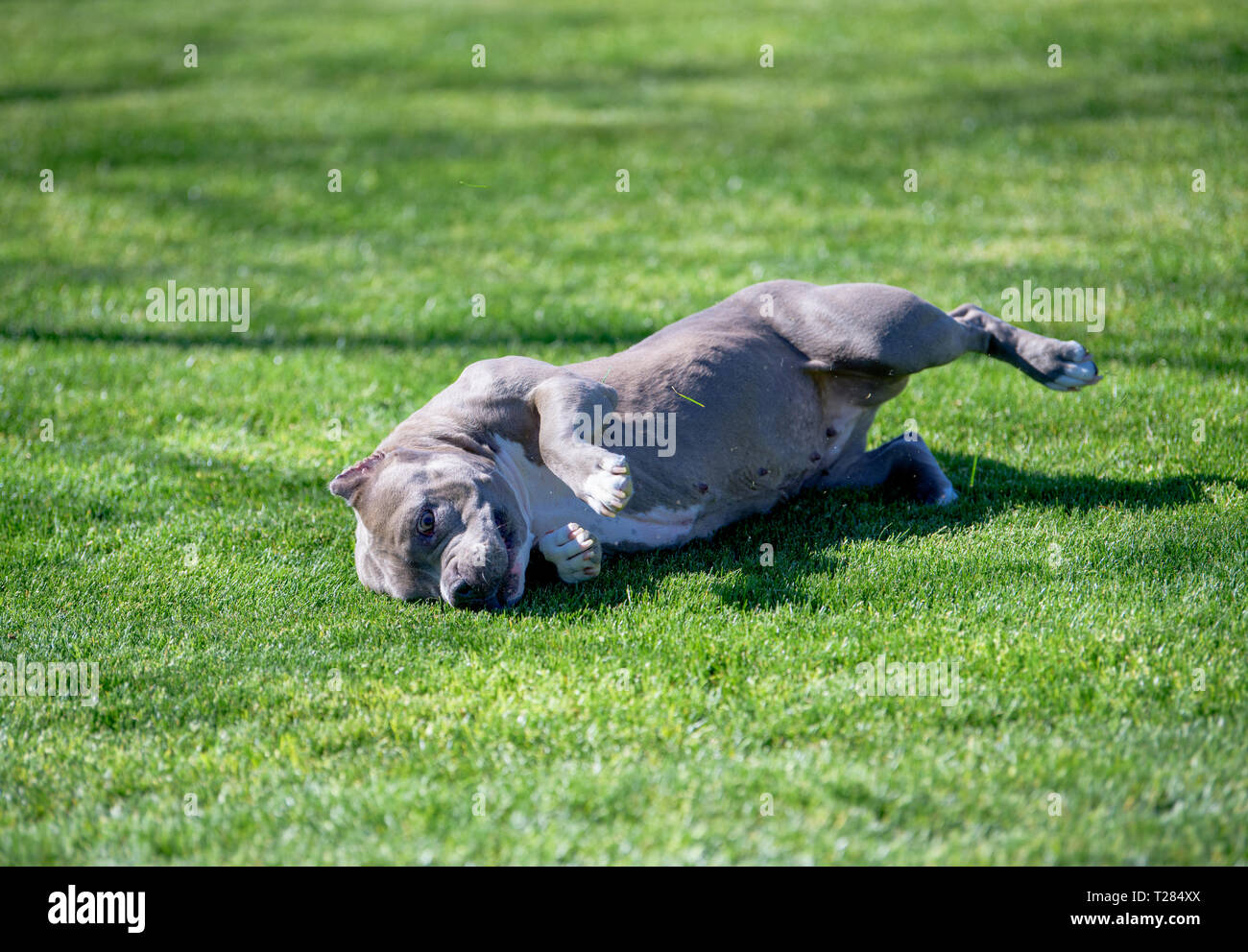 Dog enjoying a roll in the grass Stock Photo