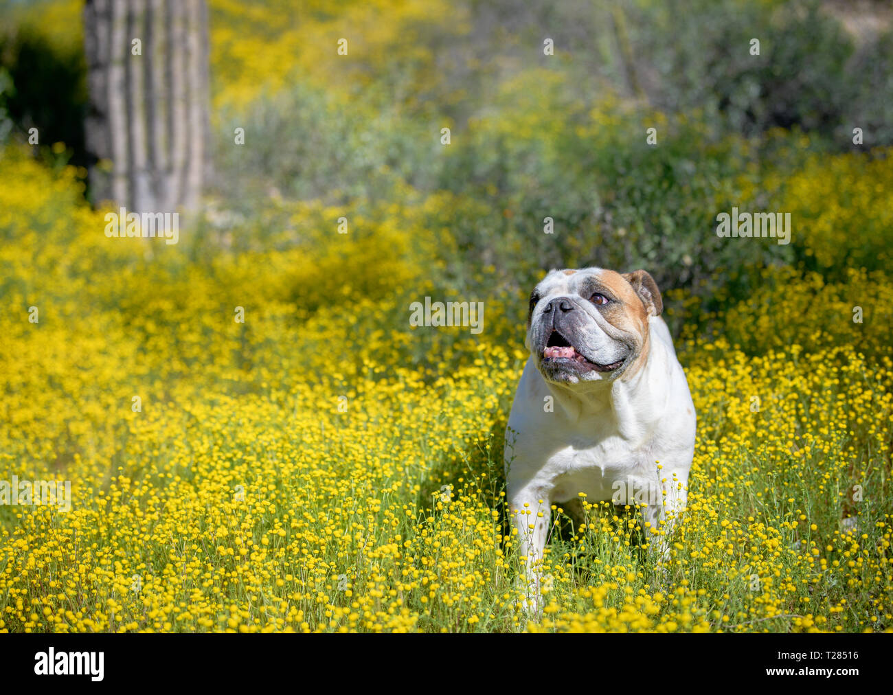 White bulldog posing in the desert wild flowers Stock Photo