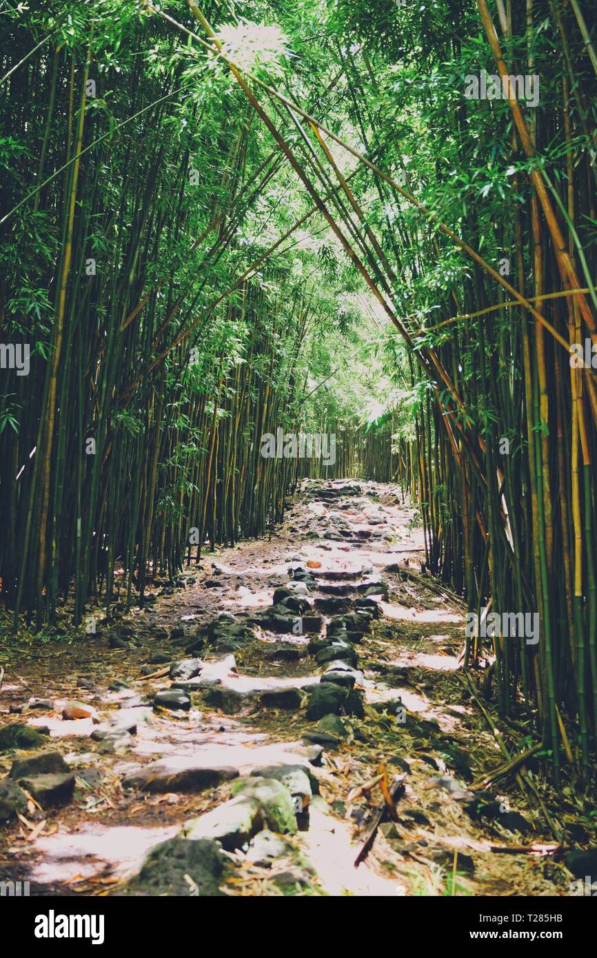 Hiking through the dense bamboo forest on the Pipiwai Trail in Maui