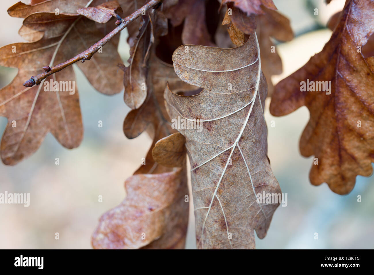 brown wet autumn oak leaves on twig macro selective focus Stock Photo