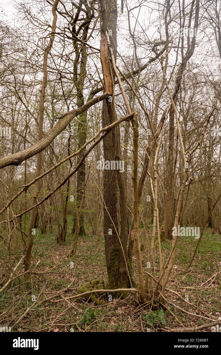 Chalara dieback of ash Stock Photo