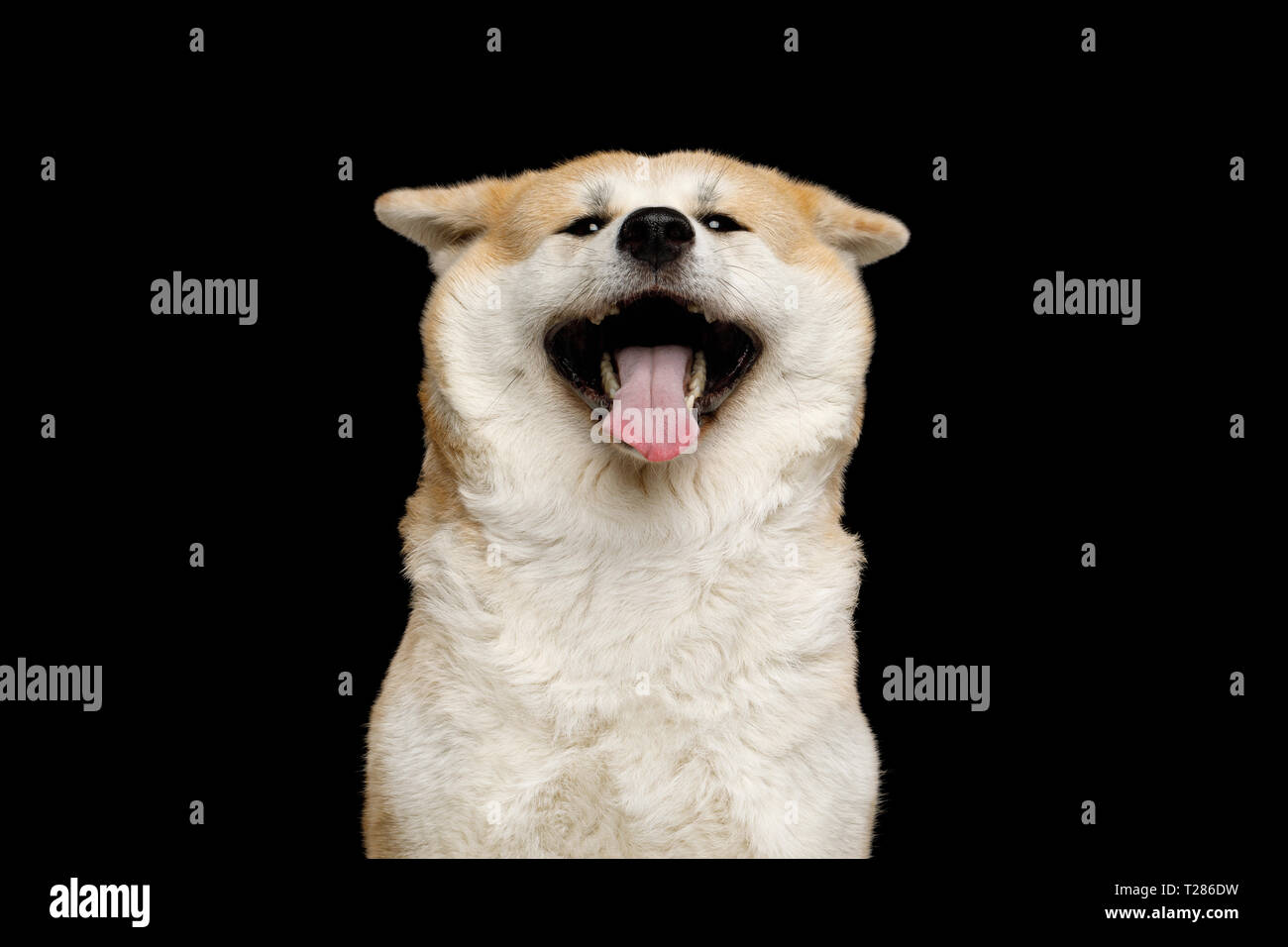 Funny Portrait of Happy Akita Inu Dog Smiling on Isolated Black Background,  front view Stock Photo - Alamy