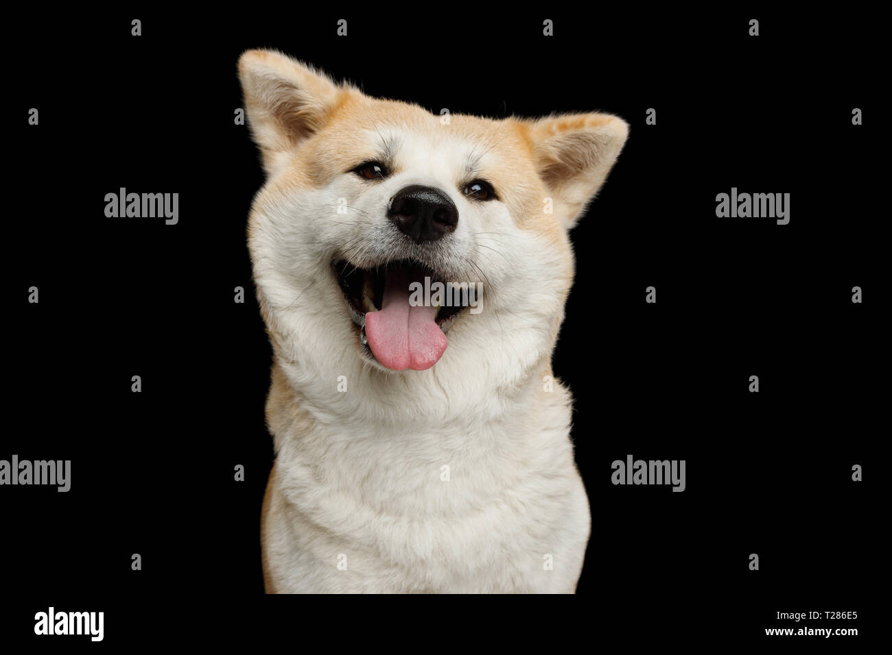 Funny Portrait of Happy Akita Inu Dog Smiling on Isolated Black Background, front view Stock Photo