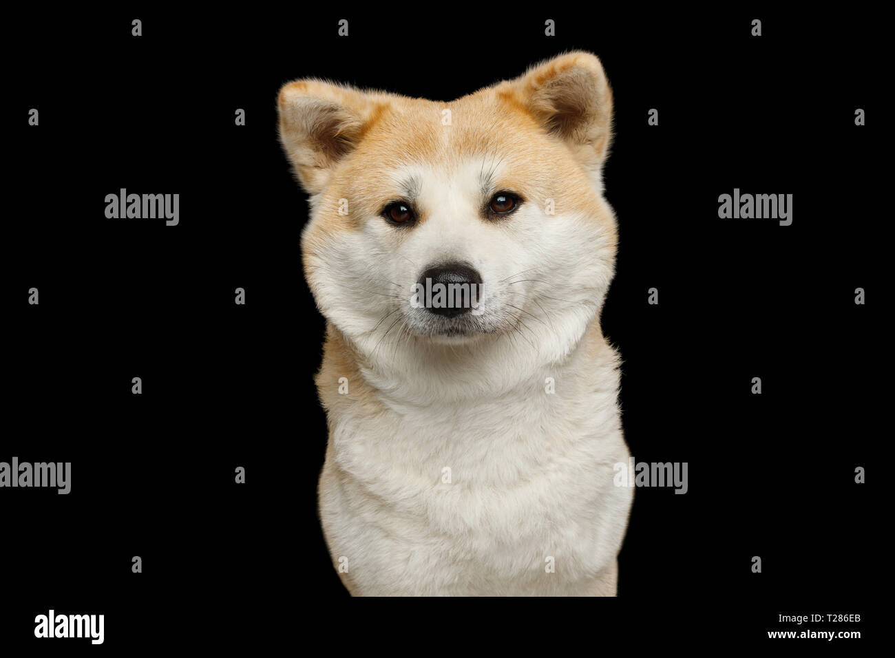 Portrait of Cute Akita Inu Dog, gazing on Isolated Black Background, front view Stock Photo