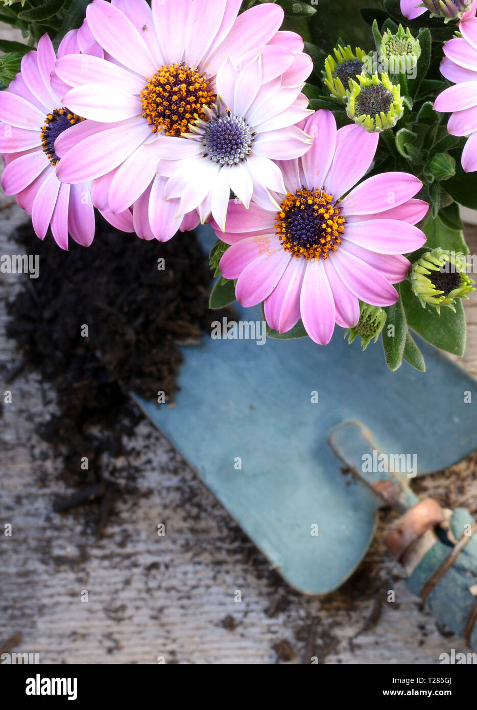 Top view of pink daisies and blue shovel on wooden background Stock Photo