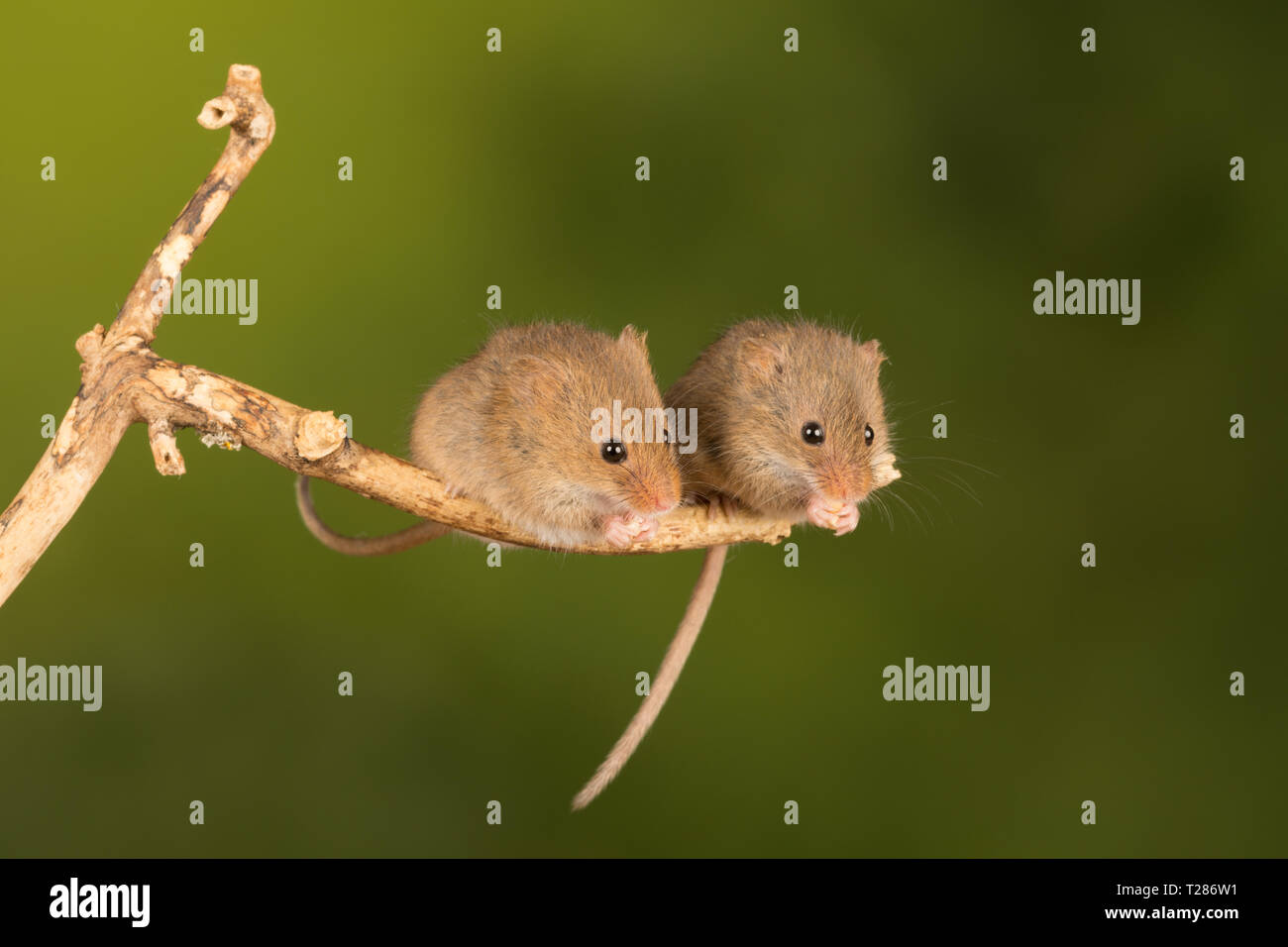 Two harvest mice (Micromys minutus), a small mammal or rodent species. Cute animal. Stock Photo