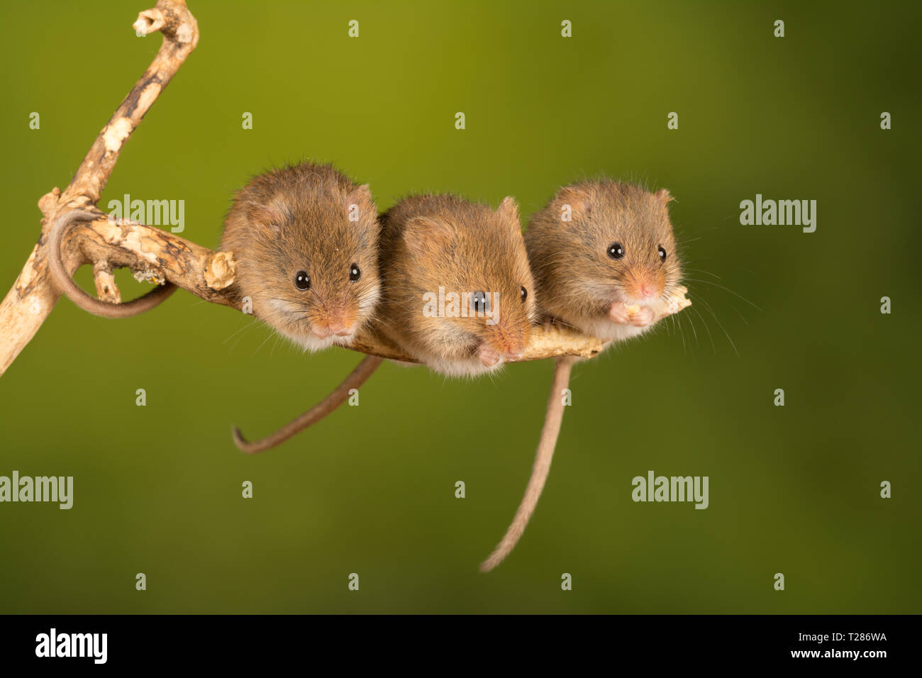 Three harvest mice (Micromys minutus), a small mammal or rodent species. Cute animals. Stock Photo