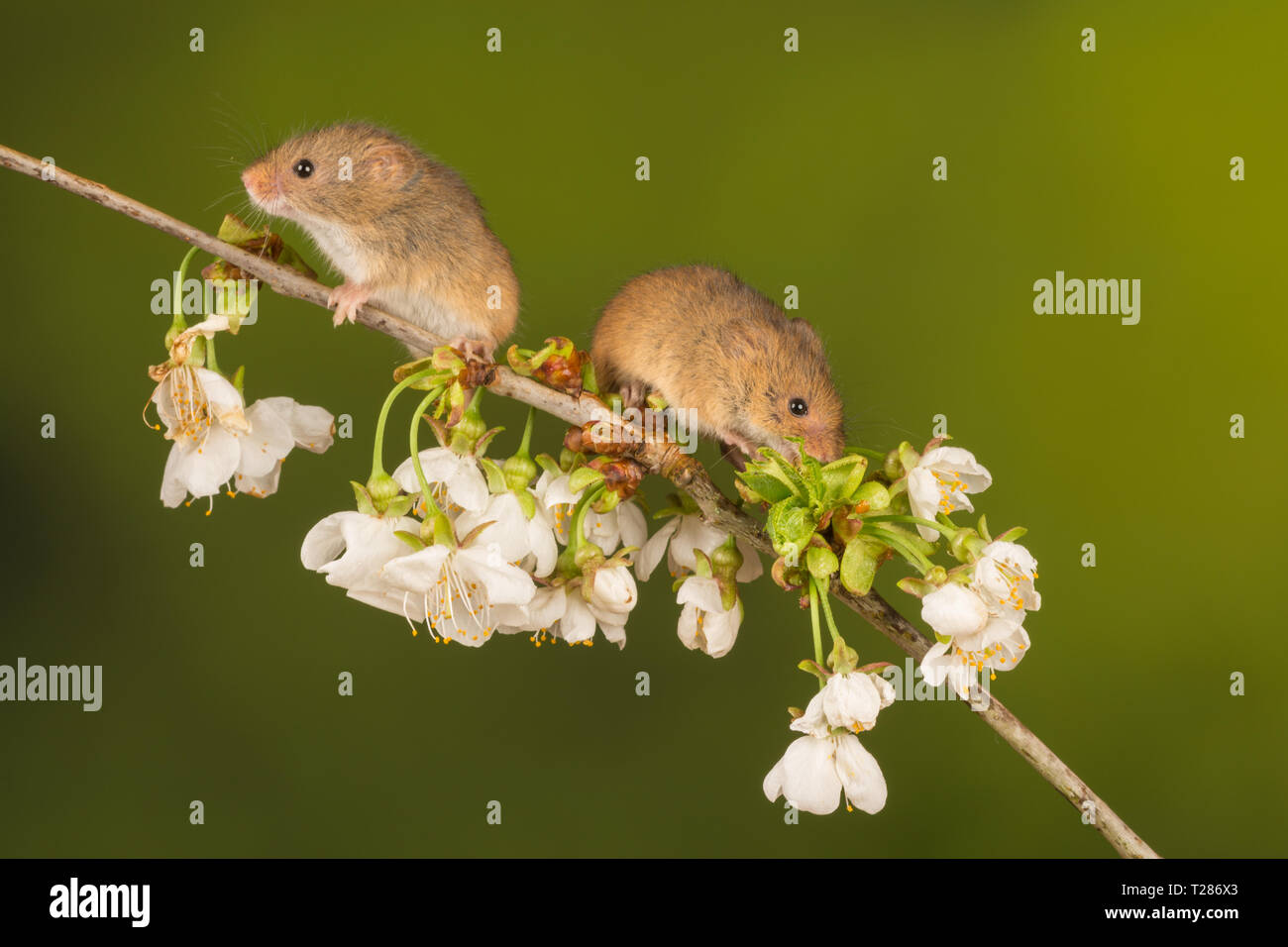Two harvest mice (Micromys minutus), a small mammal or rodent species on branch with white blossom. Cute animal. Stock Photo
