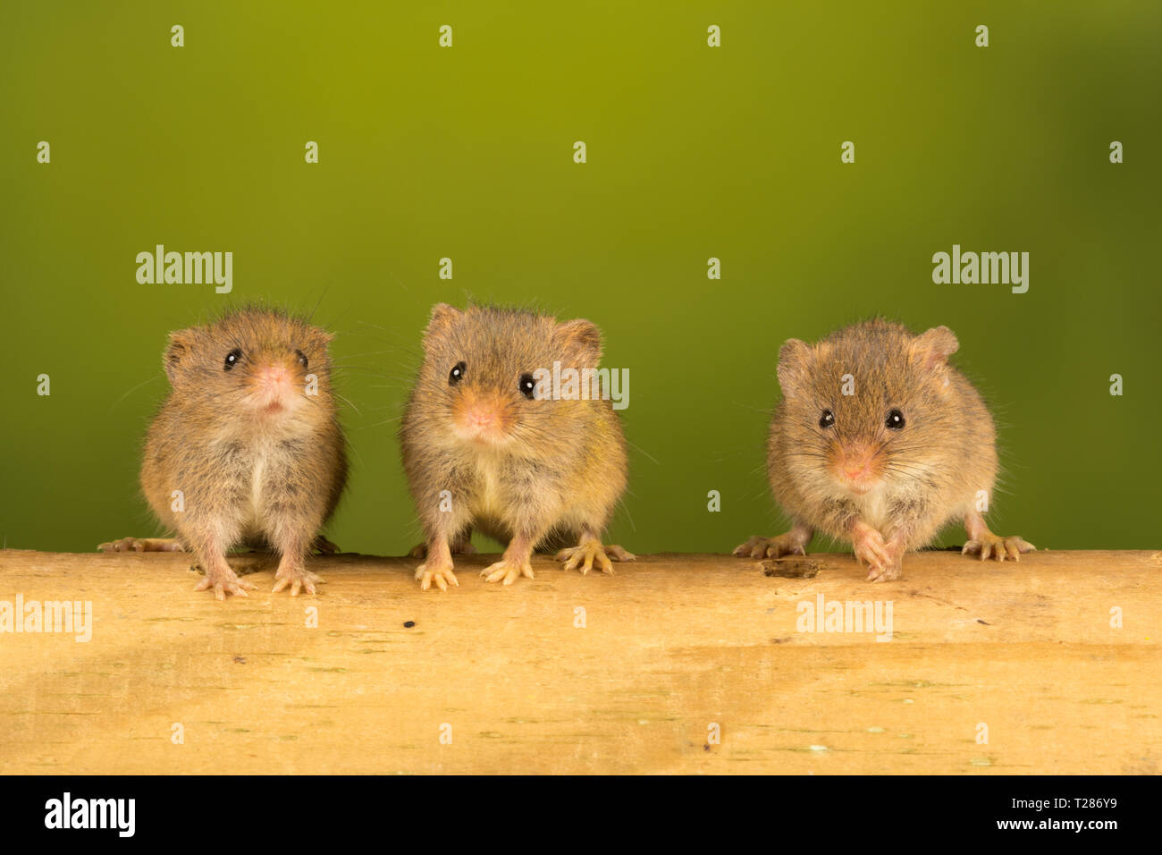 Three harvest mice (Micromys minutus), a small mammal or rodent species, in a row looking forwards. Cute furry animals, quirky, humorous Stock Photo