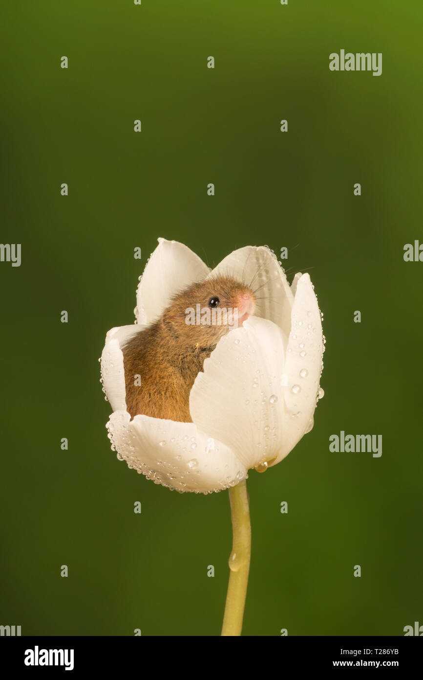 Harvest mouse (Micromys minutus), a small mammal or rodent species. Cute animal peeping out of a white tulip flower. Stock Photo
